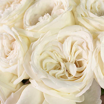 Baby Love Roses Box